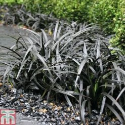 Grass Collection -Perfect Greenery GRAS T58571P C