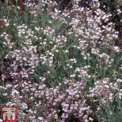 Bare Root Perennial Collection 15 Bare Root Perennial Collection -Perfect Greenery GYPS 10524 A1