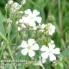 Gypsophila Repens 'White' 2 Gypsophila Repens 'White' -Perfect Greenery GYPS KC9108 A