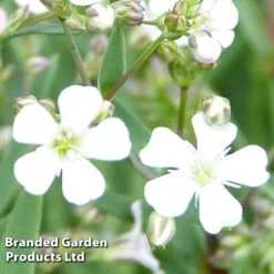 Gypsophila Repens 'White' -Perfect Greenery GYPS KC9108 B