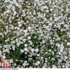 Gypsophila Paniculata 'Double Snowflake'