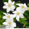 Gardenia Jasminoides 'Kleim's Hardy' 2 Gardenia Jasminoides 'Kleim's Hardy' -Perfect Greenery Gardenia kleim 1
