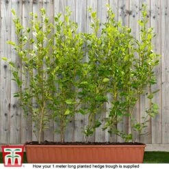 Griselinia Littoralis (Hedging) -Perfect Greenery Grisellinia ready