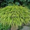 Hakonechloa Macra 'Aureola' 2 Hakonechloa Macra 'Aureola' -Perfect Greenery HAKO T58374 A h