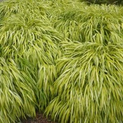 Hakonechloa Macra 'Aureola' -Perfect Greenery HAKO T58374 B h