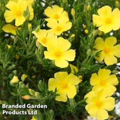 Halimium 'April Sun' -Perfect Greenery HALI APRILSUN S17148