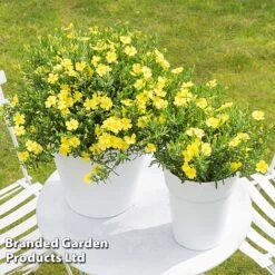 Halimium 'April Sun' -Perfect Greenery HALI APRILSUN S17149