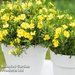 Halimium 'April Sun' -Perfect Greenery HALI APRILSUN S17150