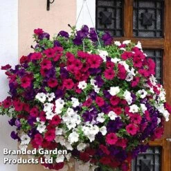 Hanging Basket Mixed Collection 13 Hanging Basket Mixed Collection -Perfect Greenery HANG KC9913 B