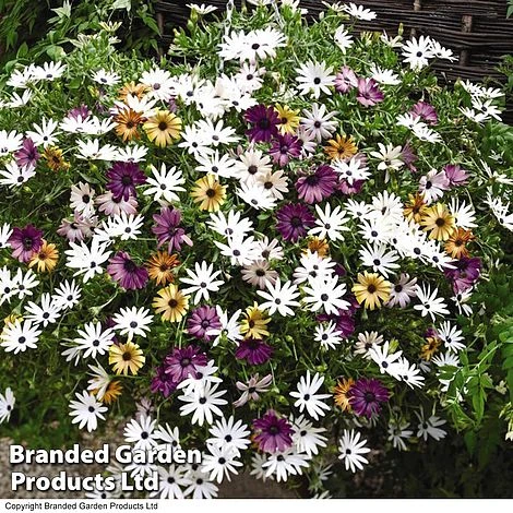 Hanging Basket Mixed Collection 9 Hanging Basket Mixed Collection - Image 7