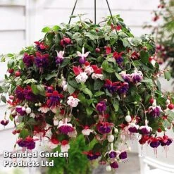Hanging Basket Mixed Collection 12 Hanging Basket Mixed Collection -Perfect Greenery HANG KC9913 D