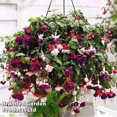 Hanging Basket Mixed Collection 5 Hanging Basket Mixed Collection - Image 3