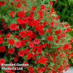 Hanging Basket Mixed Collection 17 Hanging Basket Mixed Collection -Perfect Greenery HANG KC9913 E