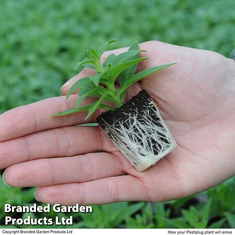 Hanging Basket Mixed Collection 4 Hanging Basket Mixed Collection - Image 2