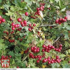Hawthorn (Hedging) 11 Hawthorn (Hedging) -Perfect Greenery HAWT T70270 D