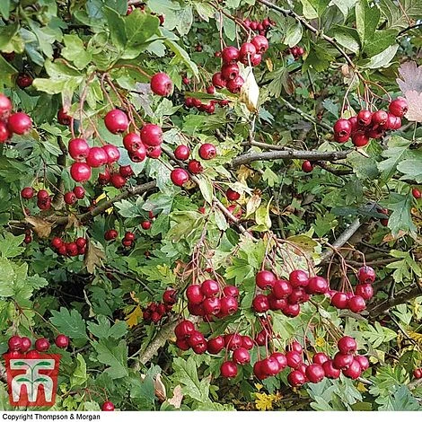 Hawthorn (Hedging) 6 Hawthorn (Hedging) - Image 4