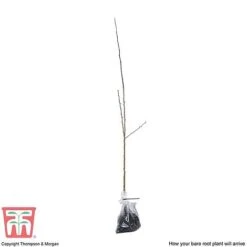 Hawthorn (Hedging) 12 Hawthorn (Hedging) -Perfect Greenery HAWT T70270 E