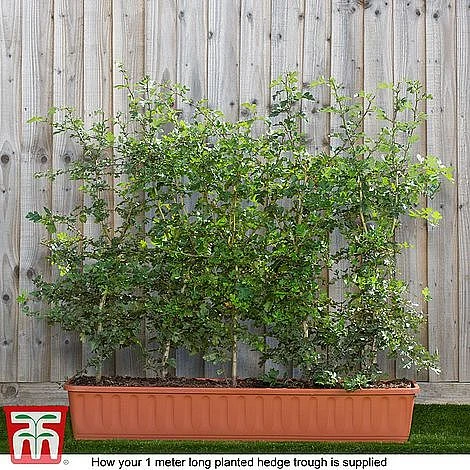 Hawthorn (Hedging) 8 Hawthorn (Hedging) - Image 6