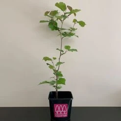 Hazel Tree (Corylus Avellana) Grown By Cotswold Trees 7 Hazel Tree (Corylus Avellana) Grown By Cotswold Trees -Perfect Greenery HAZEL1