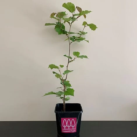 Hazel Tree (Corylus Avellana) Grown By Cotswold Trees 4 Hazel Tree (Corylus Avellana) Grown By Cotswold Trees - Image 2