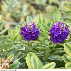 Hebe 'Silver Queen' -Perfect Greenery HEBE 8028 A2