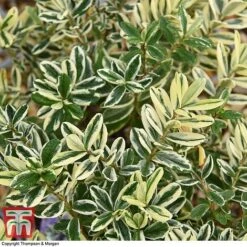 Hebe 'Silver Queen' -Perfect Greenery HEBE T28594 A1