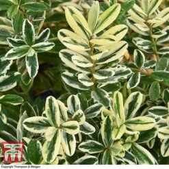 Hebe 'Silver Queen' -Perfect Greenery HEBE T28595 A1