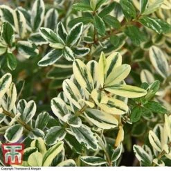 Hebe 'Silver Queen' -Perfect Greenery HEBE T28596 A1
