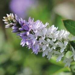 Hebe 'High Voltage' -Perfect Greenery HEBE T71349 B h