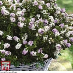 Hebe 'High Voltage' -Perfect Greenery HEBE T71349 C