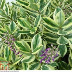 Hebe 'Silver Queen' -Perfect Greenery HEBE T80289 A