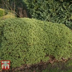 Hebe Pinguifolia 'Pagei' -Perfect Greenery HEBE T80291 B