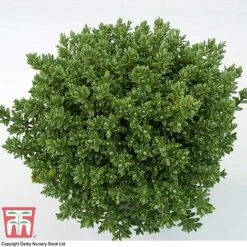Hebe Pinguifolia 'Pagei' -Perfect Greenery HEBE T80291 D