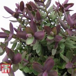 Hebe 'Super Red' -Perfect Greenery HEBE TKA0891 B