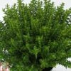 Hebe Odora 'New Zealand Gold' -Perfect Greenery HEBE TKA0933 A