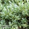 Hebe Topiaria -Perfect Greenery HEBE TOPIARIA W48305