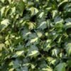 Hedera Helix 'Goldheart' -Perfect Greenery HEDE T58001 A h