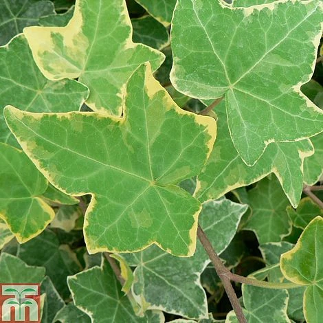 Hedera Helix 'Goldchild' 3 Hedera Helix 'Goldchild'