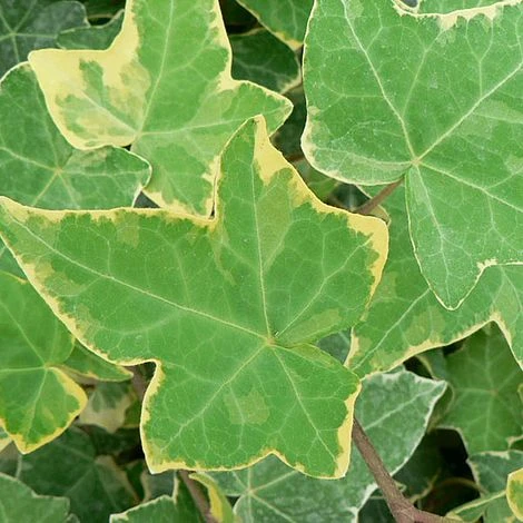 Hedera Helix 'Goldchild' 4 Hedera Helix 'Goldchild' - Image 2