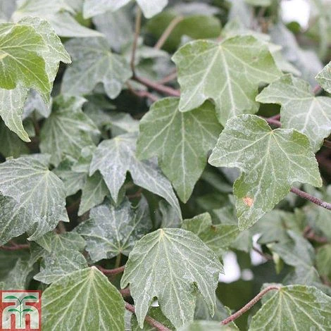 Hedera Helix 'Green Ripple' 3 Hedera Helix 'Green Ripple'