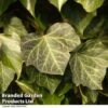 Hedera Helix 'Woerner' -Perfect Greenery HEDE WOERNER R44898