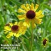 Helenium Tip Top -Perfect Greenery HELE KA5443 A