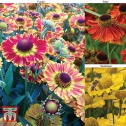 Helenium Collection