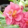 Helianthemum Cerise Queen -Perfect Greenery HELI 64200 A