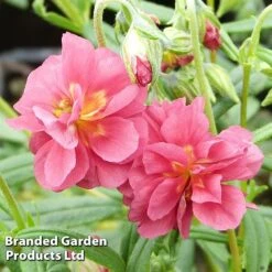 Helianthemum Cerise Queen -Perfect Greenery HELI 64200 B