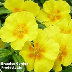 Helianthemum 'Golden Queen' -Perfect Greenery HELI KC9109 C