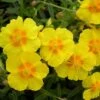 Helianthemum 'Ben Fhada' -Perfect Greenery HELI T64194 A h