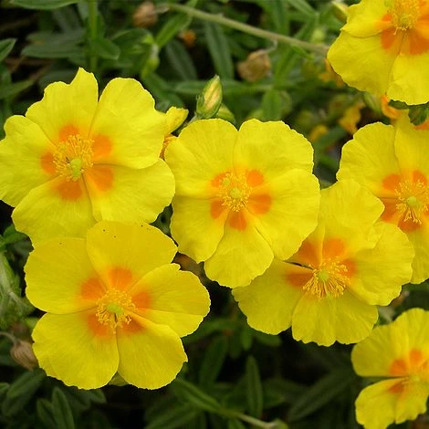 Helianthemum 'Ben Fhada' 3 Helianthemum 'Ben Fhada'