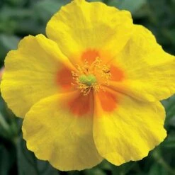 Helianthemum 'Ben Fhada' 5 Helianthemum 'Ben Fhada' -Perfect Greenery HELI T64194 B h