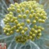Helichrysum Thianschanicum 'Icicles' -Perfect Greenery HELI TKA0701 A